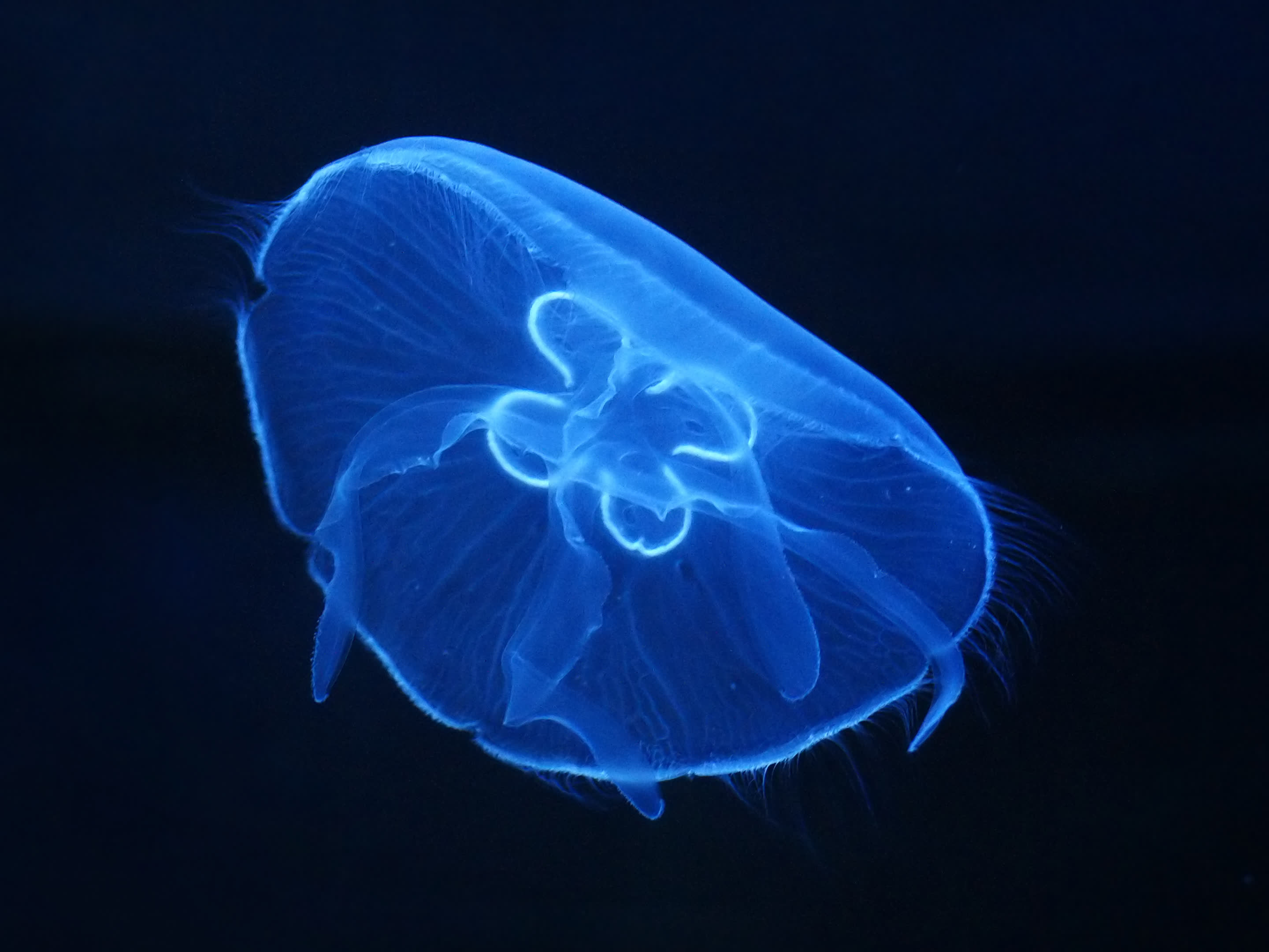 Moon jellies in a dark gallery.