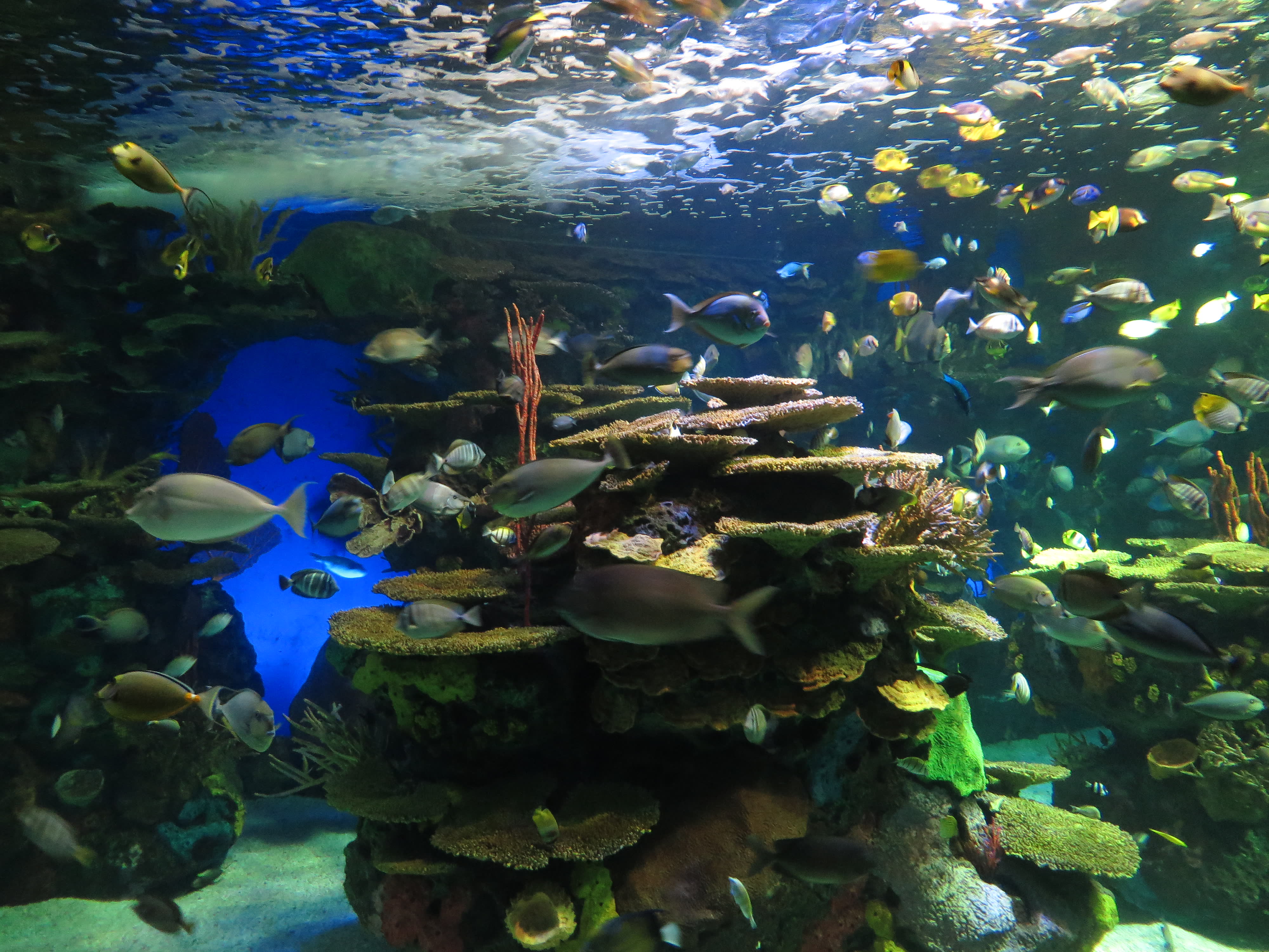The tropical reef gallery — colour, and the room that fills first after lunch.